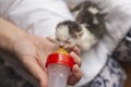 Woman bottle-feeding rescued orphan kitten