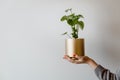 Woman holding peperomia polybotrya peperomia raindrop