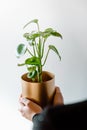 Woman holding peperomia polybotrya peperomia raindrop