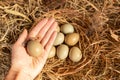 Woman holding a pheasant egg in the palm of her hand. Top view pheasant eggs in a wooden wicker basket on a straw with copy space.