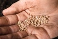 Woman holding pile of tomato seeds, closeup. Vegetable planting Royalty Free Stock Photo