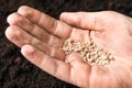 Woman holding pile of tomato seeds over soil, closeup. Vegetable planting
