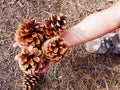 Woman holding pine cones. Royalty Free Stock Photo