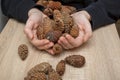 Holding Pine Cones in Hands Royalty Free Stock Photo