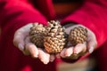 Woman holding pine cones in her hand Royalty Free Stock Photo
