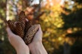 Woman holding pine cones outdoors on autumn day, closeup. Space for text Royalty Free Stock Photo