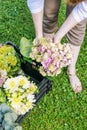 Woman holding pink hortensia flowers