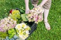 Woman holding pink hortensia flowers