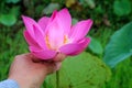 Person picking pink sacred lotus flower in the fond garden. Royalty Free Stock Photo