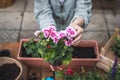 Woman holding pink pelargonium flower in hands Royalty Free Stock Photo