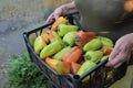 Woman holding plastic box with bell peppers harvest. Fresh vegetables in a basket