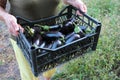 Woman holding plastic box with eggplants harvest. Fresh organic vegetables in a basket.