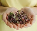 Woman holding plastic container with Red Rambo Radish Microgreens