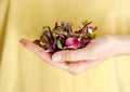 Woman holding plastic container with Red Rambo Radish Microgreens