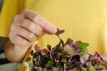 Woman holding plastic container with Red Rambo Radish Microgreens