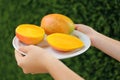 Woman holding plate with ripe juicy mango outdoors, closeup Royalty Free Stock Photo