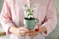 Woman holding pot with beautiful snowdrops and traditional martisor indoors, closeup. Symbol of first spring day Royalty Free Stock Photo