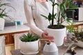 Woman holding Potted Zamioculcas House plant over concrete table Royalty Free Stock Photo