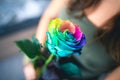 Woman holding rainbow rose flower as a gift for valentines day, closeup. Royalty Free Stock Photo