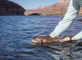 Woman Holding  Rainbow Trout Caught Fly Fishing At Lees Ferry Royalty Free Stock Photo