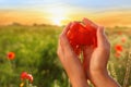 Woman holding red poppy flower in field at sunset Royalty Free Stock Photo