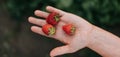 Woman holding a red, ripe, fresh strawberry in garden. Royalty Free Stock Photo