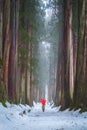 Woman holding a red umbrella with Giant Cedar Trees in natural forest with snow and fog in winter season, Togakushi Jinja, Nagano