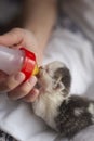 Woman feeding rescued orphan kitten