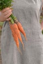 Woman holding ripe carrots, closeup Royalty Free Stock Photo