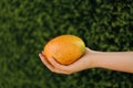 Woman holding ripe juicy mango outdoors, closeup. Space for text Royalty Free Stock Photo