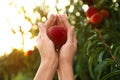 Woman holding ripe peach in garden, closeup view Royalty Free Stock Photo