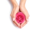 Woman holding rose on white background, closeup. Royalty Free Stock Photo