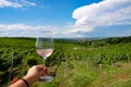 Woman holding rose wine glass in vineyard Royalty Free Stock Photo