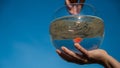 Woman holding round aquarium with goldfish on blue sky background. Royalty Free Stock Photo