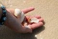 Woman holding seashells in hands closeup. Royalty Free Stock Photo