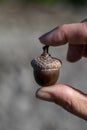Woman holding single northern red oak acorn in her fingers. Quercus rubra acorn