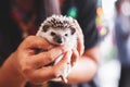 Woman holding small Hedgehog porcupine