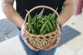 A woman holding a small rattan basket of Okra Royalty Free Stock Photo