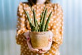 Woman holding small Sansevieria cylindrica or snake plant