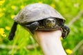 The woman is holding a small turtle in her hand. Let turtle to nature for making merit. Royalty Free Stock Photo