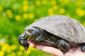 The woman is holding a small turtle in her hand. Let turtle to nature for making merit. Royalty Free Stock Photo