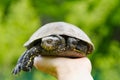 The woman is holding a small turtle in her hand. Let turtle to nature for making merit. Royalty Free Stock Photo