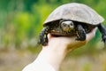 The woman is holding a small turtle in her hand. Let turtle to nature for making merit. Royalty Free Stock Photo