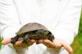 The woman is holding a small turtle in her hand. Let turtle to nature for making merit. Royalty Free Stock Photo