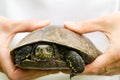 The woman is holding a small turtle in her hand. Let turtle to nature for making merit. Royalty Free Stock Photo