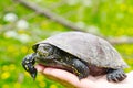 The woman is holding a small turtle in her hand. Let turtle to nature for making merit. Royalty Free Stock Photo