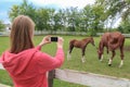 Woman holding smartphone with blank screen and taking picture of horses