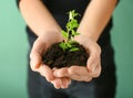 Woman holding soil with green plant in hands, closeup. Ecology concept Royalty Free Stock Photo