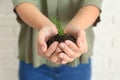 Woman holding soil with green plant in hands on light background, closeup. Ecology concept Royalty Free Stock Photo