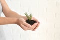 Woman holding soil with green plant in hands on light background, closeup. Ecology concept Royalty Free Stock Photo